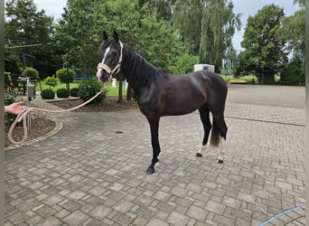 Deutsches Sportpferd, Stute, 3 Jahre, 165 cm, Rappe