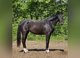 Deutsches Sportpferd, Stute, 3 Jahre, 165 cm, Rappe
