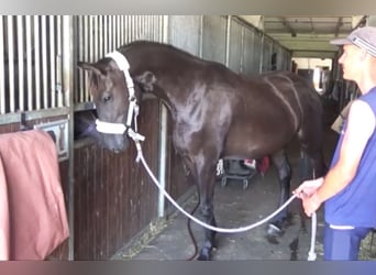 Deutsches Sportpferd, Stute, 3 Jahre, 165 cm, Rappe