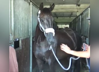 Deutsches Sportpferd, Stute, 3 Jahre, 165 cm, Rappe