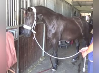 Deutsches Sportpferd, Stute, 3 Jahre, 165 cm, Rappe