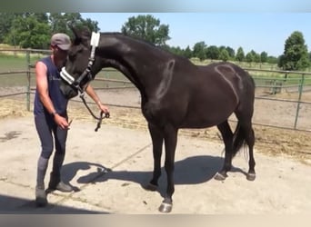 Deutsches Sportpferd, Stute, 3 Jahre, 165 cm, Rappe