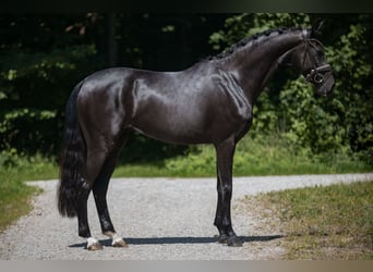 Deutsches Sportpferd, Stute, 3 Jahre, 165 cm, Rappe