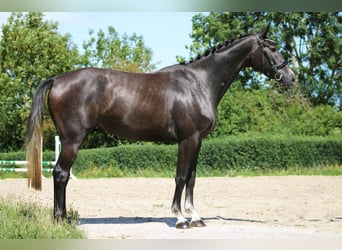 Deutsches Sportpferd, Stute, 3 Jahre, 165 cm, Rappschimmel