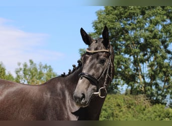 Deutsches Sportpferd, Stute, 3 Jahre, 165 cm, Rappschimmel