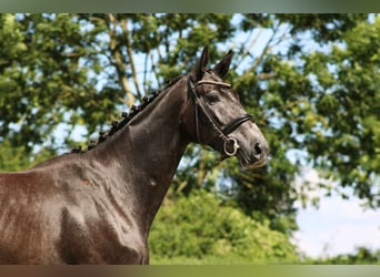 Deutsches Sportpferd, Stute, 3 Jahre, 165 cm, Rappschimmel