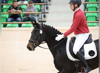 Deutsches Sportpferd, Stute, 3 Jahre, 165 cm, Schwarzbrauner