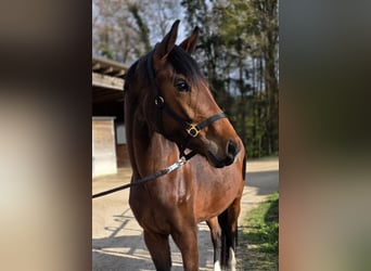 Deutsches Sportpferd, Stute, 3 Jahre, 166 cm, Brauner