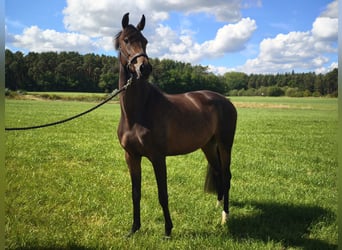 Deutsches Sportpferd, Stute, 3 Jahre, 166 cm, Brauner