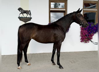 Deutsches Sportpferd, Stute, 3 Jahre, 166 cm