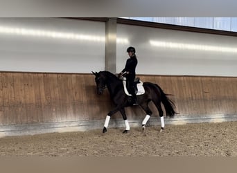 Deutsches Sportpferd, Stute, 3 Jahre, 166 cm
