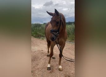 Deutsches Sportpferd, Stute, 3 Jahre, 166 cm, Fuchs