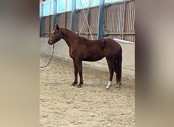 Deutsches Sportpferd, Stute, 3 Jahre, 166 cm, Fuchs