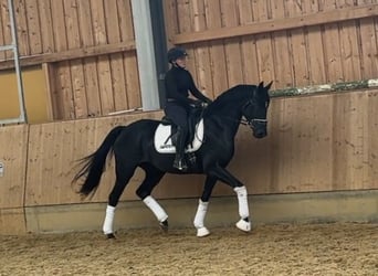 Deutsches Sportpferd, Stute, 3 Jahre, 166 cm, Schwarzbrauner