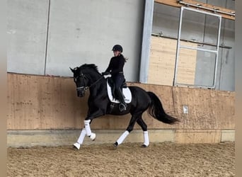 Deutsches Sportpferd, Stute, 3 Jahre, 166 cm, Schwarzbrauner