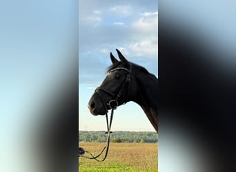Deutsches Sportpferd, Stute, 3 Jahre, 166 cm, Schwarzbrauner