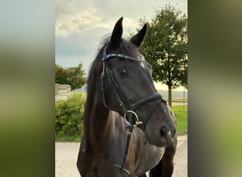 Deutsches Sportpferd, Stute, 3 Jahre, 166 cm, Schwarzbrauner