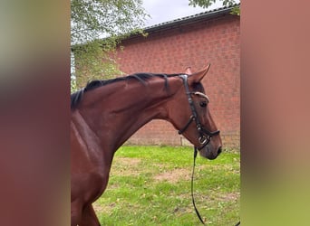 Deutsches Sportpferd, Stute, 3 Jahre, 167 cm, Brauner