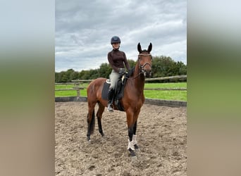 Deutsches Sportpferd, Stute, 3 Jahre, 167 cm, Brauner