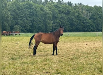Deutsches Sportpferd, Stute, 3 Jahre, 167 cm, Brauner
