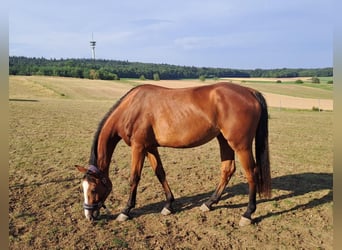 Deutsches Sportpferd, Stute, 3 Jahre, 167 cm, Brauner