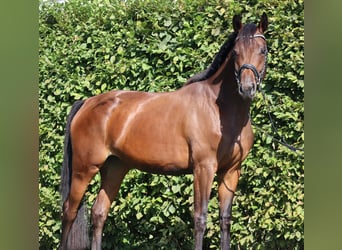 Deutsches Sportpferd, Stute, 3 Jahre, 167 cm, Brauner