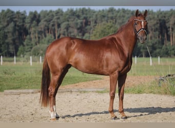 Deutsches Sportpferd, Stute, 3 Jahre, 167 cm, Fuchs