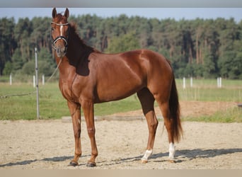 Deutsches Sportpferd, Stute, 3 Jahre, 167 cm, Fuchs