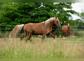 Deutsches Sportpferd, Stute, 3 Jahre, 167 cm, Palomino