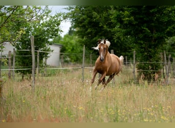 Deutsches Sportpferd, Stute, 3 Jahre, 167 cm, Palomino