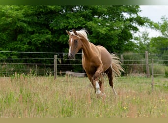 Deutsches Sportpferd, Stute, 3 Jahre, 167 cm, Palomino
