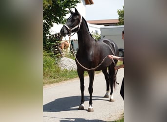 Deutsches Sportpferd, Stute, 3 Jahre, 167 cm, Rappe