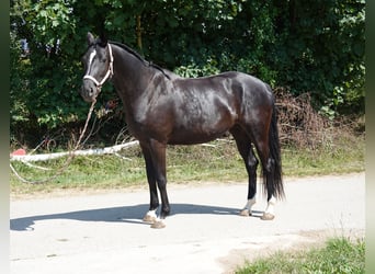 Deutsches Sportpferd, Stute, 3 Jahre, 167 cm, Rappe