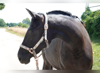Deutsches Sportpferd, Stute, 3 Jahre, 167 cm, Rappe