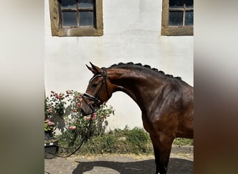 Deutsches Sportpferd, Stute, 3 Jahre, 168 cm, Brauner
