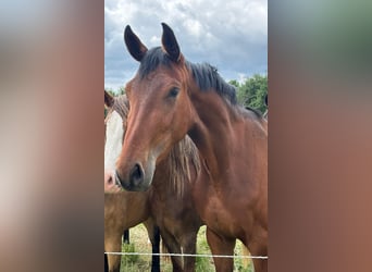 Deutsches Sportpferd, Stute, 3 Jahre, 168 cm, Brauner