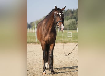 Deutsches Sportpferd, Stute, 3 Jahre, 168 cm, Brauner