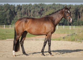 Deutsches Sportpferd, Stute, 3 Jahre, 168 cm, Brauner