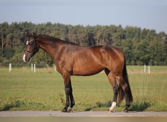 Deutsches Sportpferd, Stute, 3 Jahre, 168 cm, Brauner