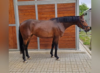 Deutsches Sportpferd, Stute, 3 Jahre, 168 cm, Brauner
