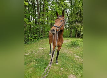 Deutsches Sportpferd, Stute, 3 Jahre, 168 cm, Brauner