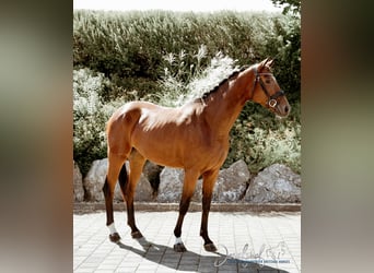 Deutsches Sportpferd, Stute, 3 Jahre, 168 cm, Brauner