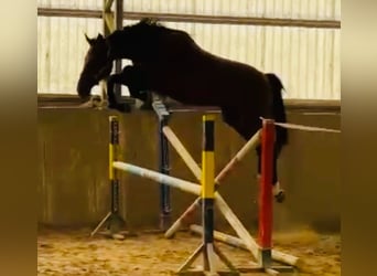 Deutsches Sportpferd, Stute, 3 Jahre, 168 cm, Dunkelbrauner