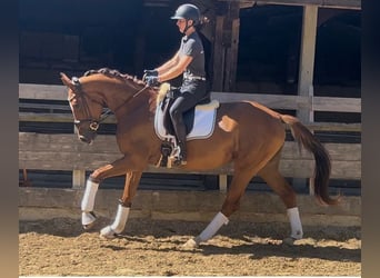 Deutsches Sportpferd, Stute, 3 Jahre, 168 cm, Dunkelfuchs