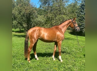 Deutsches Sportpferd, Stute, 3 Jahre, 168 cm, Dunkelfuchs