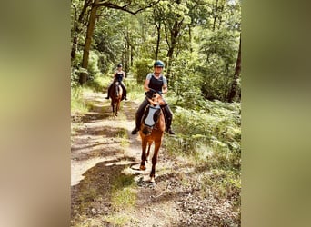 Deutsches Sportpferd, Stute, 3 Jahre, 168 cm, Fuchs