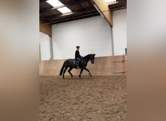 Deutsches Sportpferd, Stute, 3 Jahre, 168 cm, Rappe