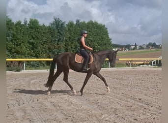 Deutsches Sportpferd, Stute, 3 Jahre, 168 cm, Rappe