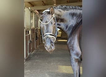 Deutsches Sportpferd, Stute, 3 Jahre, 168 cm, Rappe