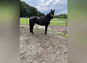 Deutsches Sportpferd, Stute, 3 Jahre, 168 cm, Rappe